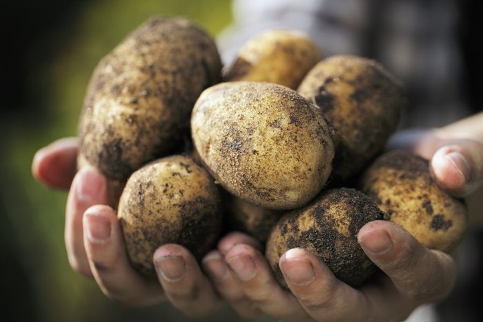 Картофель попал в список самых полезных продуктов