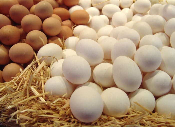 Ученые говорят, что не стоит ограничивать количество яиц в рационе 