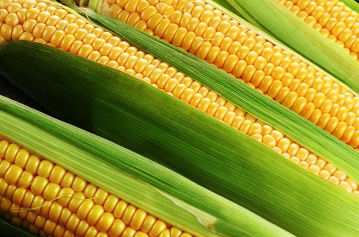 Полезные свойства кукурузы.