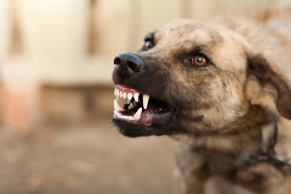 Новое исследование показало, что людей, подверженных тревоги чаще кусают собаки